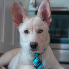 Supervisor, Aria Bermintory