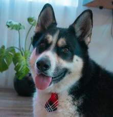 EP, Canvas Bermintory